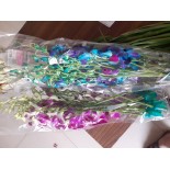 Orchids ( 5 Stems) 