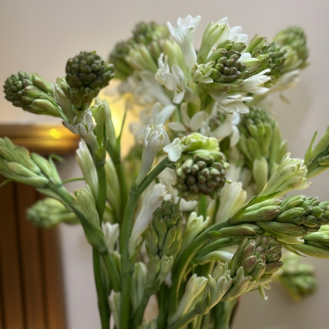 Rajnigandha Fragrant 10 Stems 