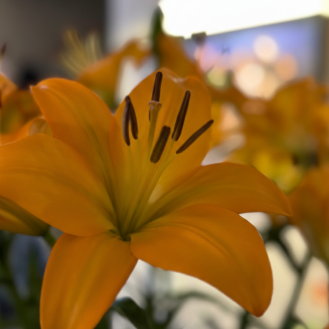 Oriental Lillies Fragrant ( 5 Stems) White / Pink/ Yellow 