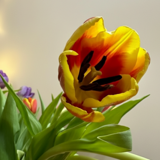 Tulips (5 Stems) 