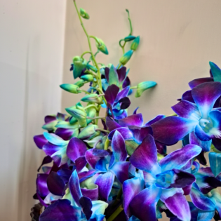 Orchids (5 Stems) Blue/ Violet/ Pink 