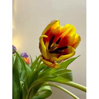 Tulips (8 Stems) 