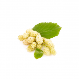Mulberries Fresh (Green) Last Season 