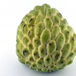 Custard Apple Golden Semi Ripe