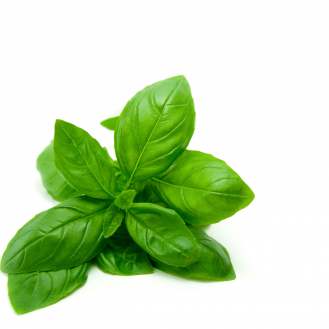 Basil Herb (Hydroponic)