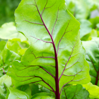 Beet Leaves (Hydroponic)