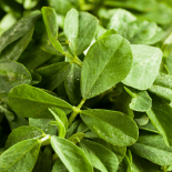 Methi Leaves Clean (Organic) 