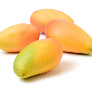 Mango Mania ( Mix of 4 Varieties) 