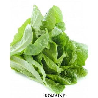 Lettuce Romaine (Hydroponic)