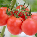 Tomatoes Desi (Hydroponic ) 