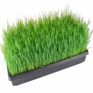 Wheat Grass (Hydroponic )