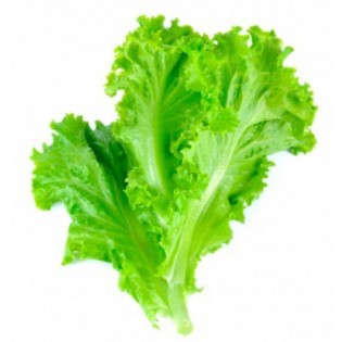Lettuce (Hydroponic)