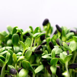 Microgreens Methi