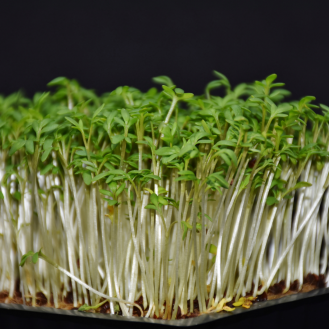 Microgreen Mustard