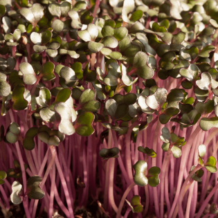 Microgreen Cabbage