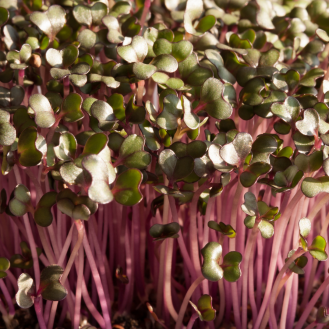Microgreen Cabbage