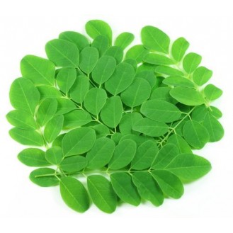 Moringa Leaves ( Hydroponic) 