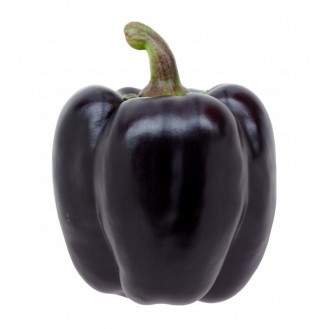 Bellpeppers Purple 